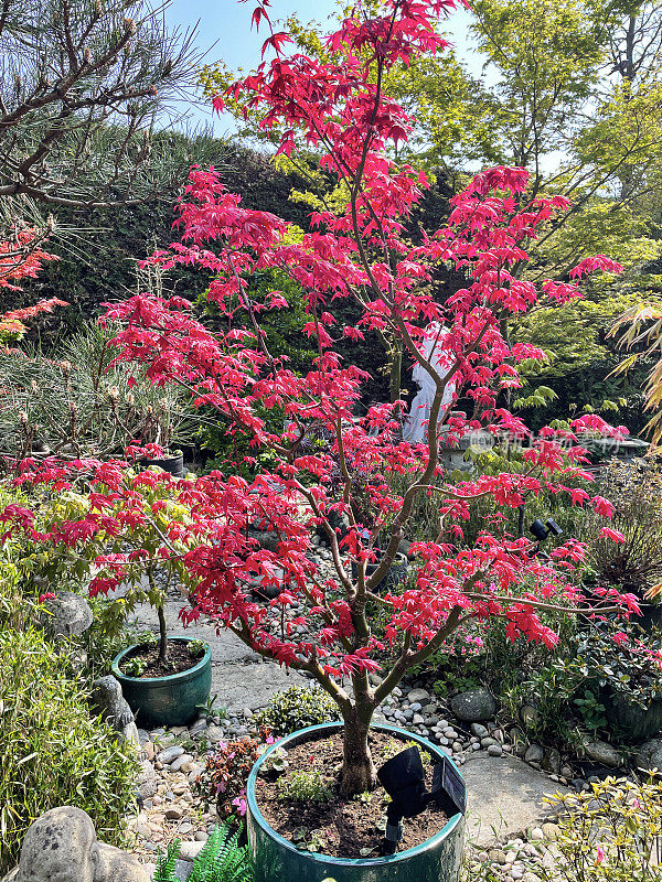 盆栽的特写图像，解剖的红色日本枫(槭palmatum atropurpureum)旁边的踏板石花园路径在景观的日本风格的花园，重点在前景